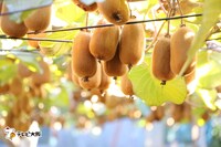 「極上フルーツ図鑑」で紹介されるフルーツ。