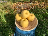 「極上フルーツ図鑑」で紹介されるフルーツ。