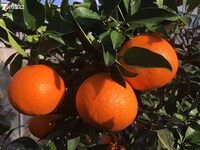 「極上フルーツ図鑑」で紹介されるフルーツ。