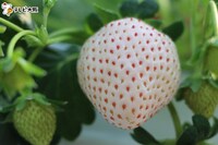 「極上フルーツ図鑑」で紹介されるフルーツ。