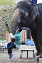 千鳥ノブと象。(c)フジテレビ