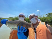 「緊急SOS！池の水ぜんぶ抜く大作戦」に出演するチョコレートプラネット。