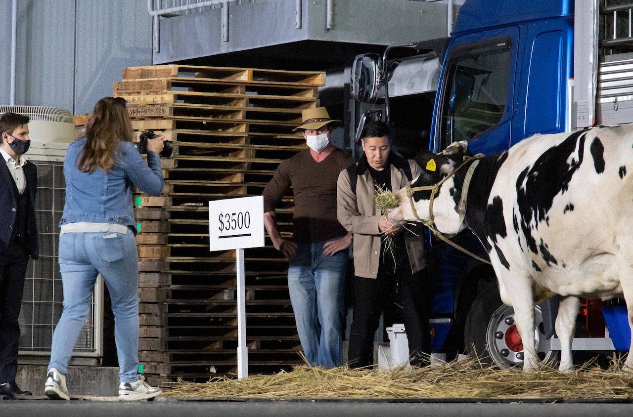 千鳥大悟が雑なドッキリ仕掛ける、チョコプラ長田の前に現れたのは乳牛