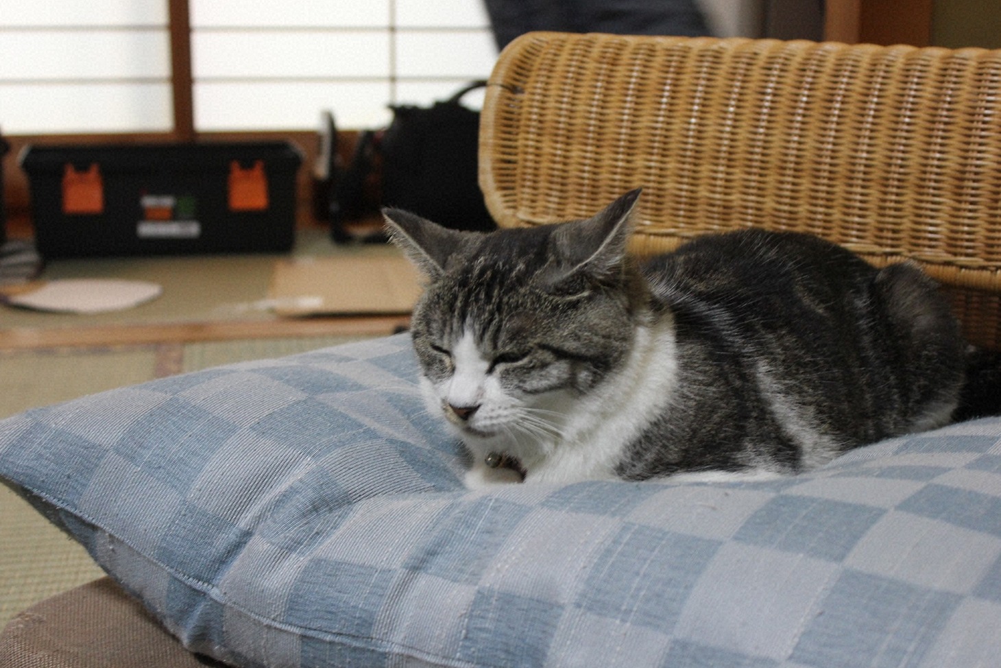 「猫大好き芸能人集結！東北ニャンだらけツアー」より。(c)青森放送