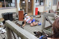 「猫大好き芸能人集結！東北ニャンだらけツアー」より。(c)青森放送