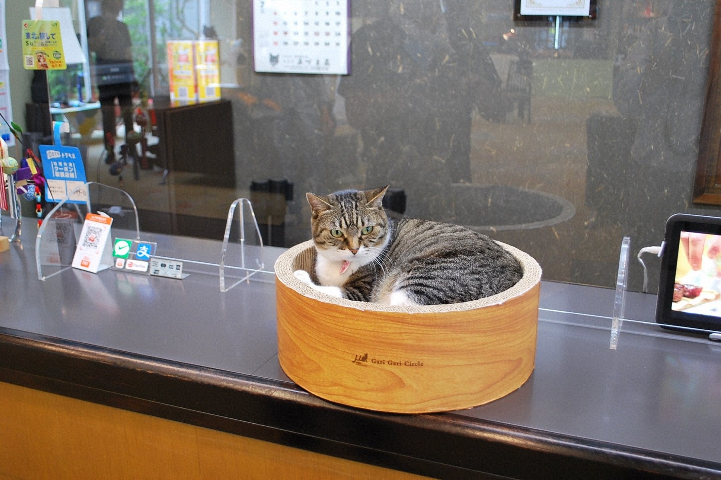「猫大好き芸能人集結！東北ニャンだらけツアー」より。(c)青森放送