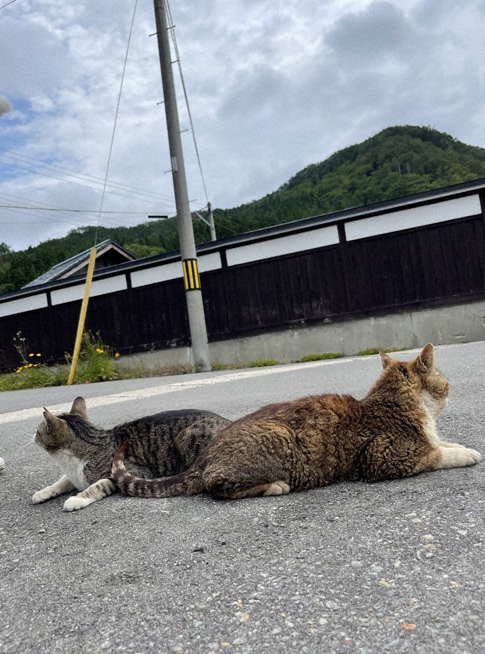 「猫大好き芸能人集結！東北ニャンだらけツアー」より。(c)青森放送