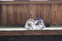 「猫大好き芸能人集結！東北ニャンだらけツアー」より。(c)青森放送