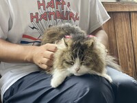 「猫大好き芸能人集結！東北ニャンだらけツアー」より。(c)青森放送