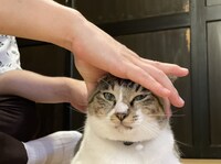 「猫大好き芸能人集結！東北ニャンだらけツアー」より。(c)青森放送