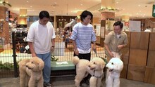 大型犬を散歩させるマヂカルラブリーとかまいたち山内（右）。