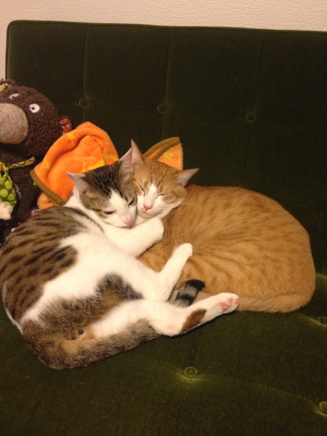 銀シャリ鰻の愛猫たち。