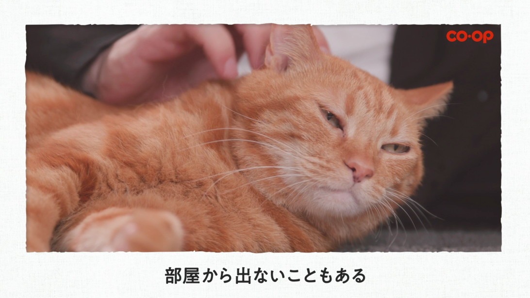 Web動画「コープでおうち満喫。」編のワンシーン。