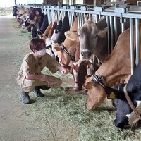 まかろにステーション・ギャビン (c)日本テレビ