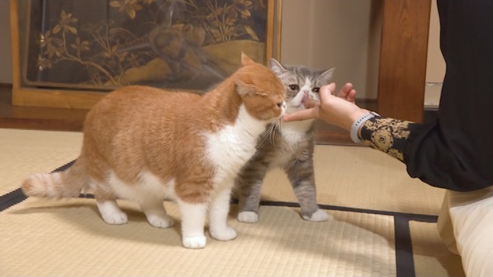 「I LOVE みんなのどうぶつ園」のワンシーン。(c)日本テレビ