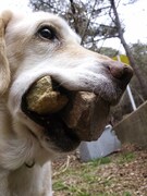 ジャルジャル福徳の愛犬・ラブちゃん。