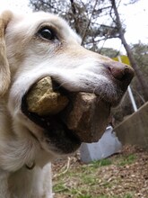 ジャルジャル福徳の愛犬・ラブちゃん。