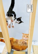 「さらば青春の光の会長はねこである」より。