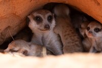 「ミーアキャット物語」より。