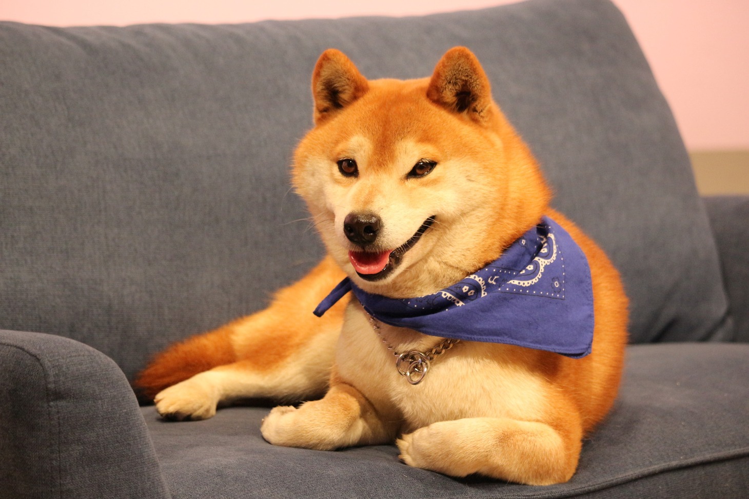「森田と犬 SP」より。(c)静岡朝日テレビ