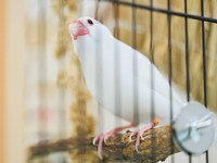 文鳥のヨーコ。