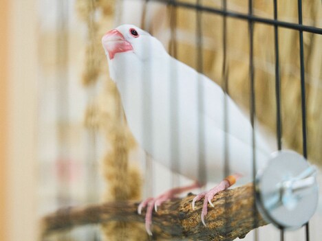 文鳥のヨーコ。