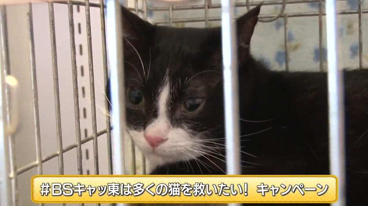 Twitterチャリティキャンペーンイメージ