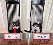 藤あや子の愛猫、マルくんとオレオちゃんがBSキャッ東の1日猫社長に就任。