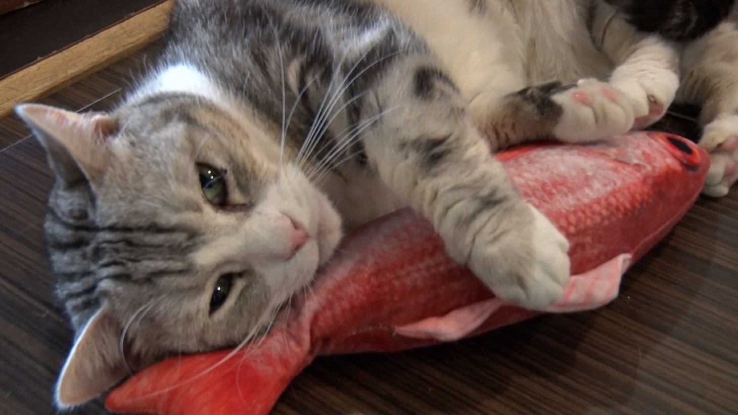 14時56分より放送の「ニャンとも嬉しいモノがたり～BSキャッ東おすすめ猫グッズ～」より。