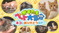 17時より放送の「ポチたまペット大集合！ネコにありがとうSP」より。