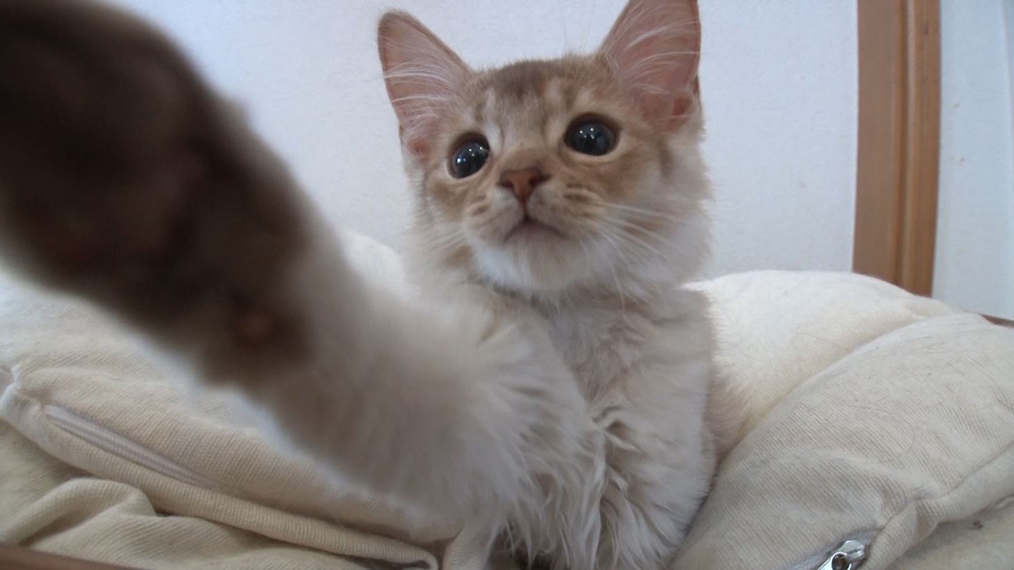 19時54分より放送の「ネコにゃん～子猫はじめて体験物語～」より。
