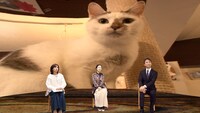 22時から放送の「猫のこと、ちゃんと考える～猫の幸せ 私の幸せ～」より。