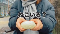 「『ねこいる！』からの挑戦状『ねこなんびきいる？』」の動画より。