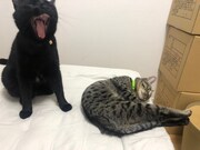 ミキ亜生と暮らす猫たち。