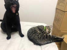 ミキ亜生と暮らす猫たち。