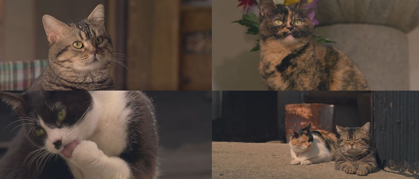 「ねことじいちゃん」より。(c)Mitsuaki Iwago (c)2018 「ねことじいちゃん」製作委員会