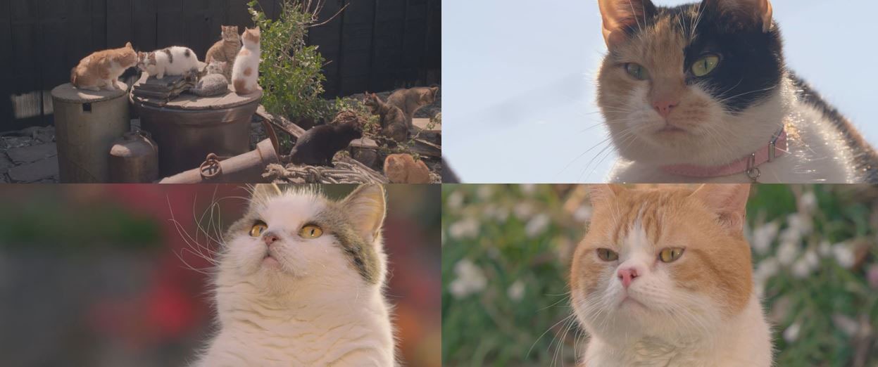 「ねことじいちゃん」より。(c)Mitsuaki Iwago (c)2018 「ねことじいちゃん」製作委員会