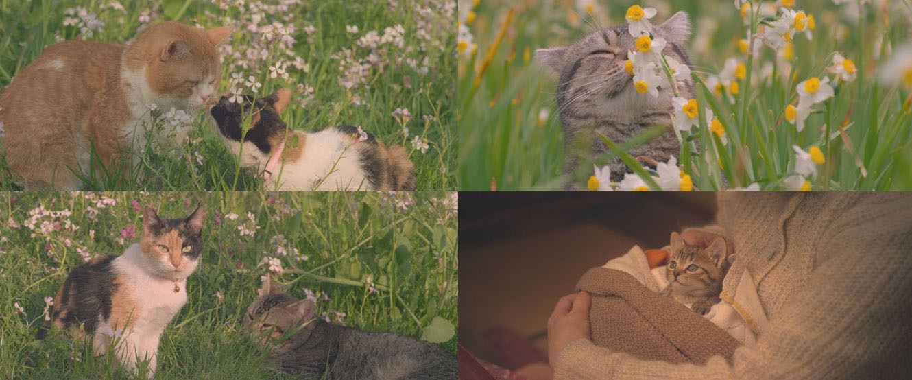 「ねことじいちゃん」より。(c)Mitsuaki Iwago (c)2018 「ねことじいちゃん」製作委員会