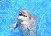 ミキ亜生との漫才に挑戦したイルカのテンちゃん。