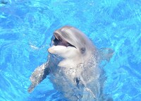 ミキ亜生との漫才に挑戦したイルカのテンちゃん。