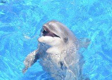 ミキ亜生との漫才に挑戦したイルカのテンちゃん。