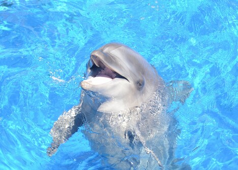 ミキ亜生との漫才に挑戦したイルカのテンちゃん。