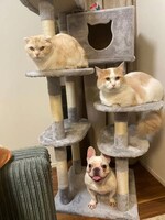 カミナリまなぶが飼っているこむぎ、とろろ、きなこ。