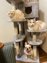 カミナリまなぶが飼っているこむぎ、とろろ、きなこ。