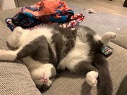 カミナリたくみが飼っているふうすけ。