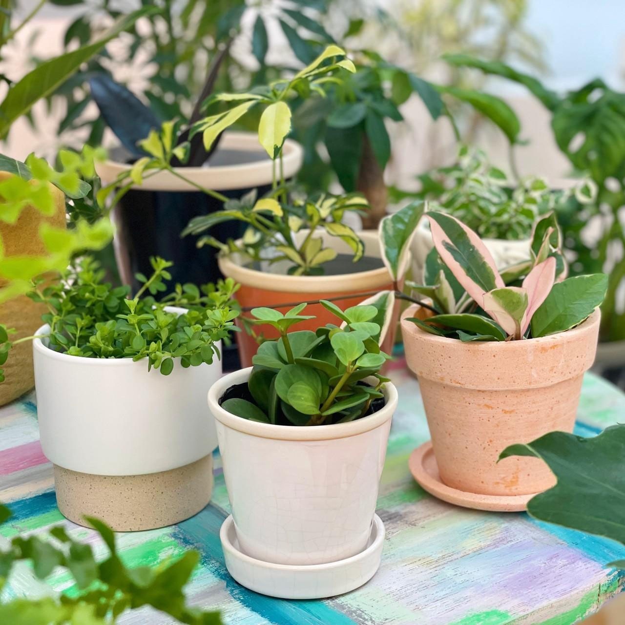 「徳井義実のこじらせ観葉植物」イメージ