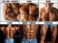 なかやまきんに君の筋肉の各部位。