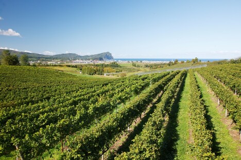 日本海を望む余市町のぶどう畑。