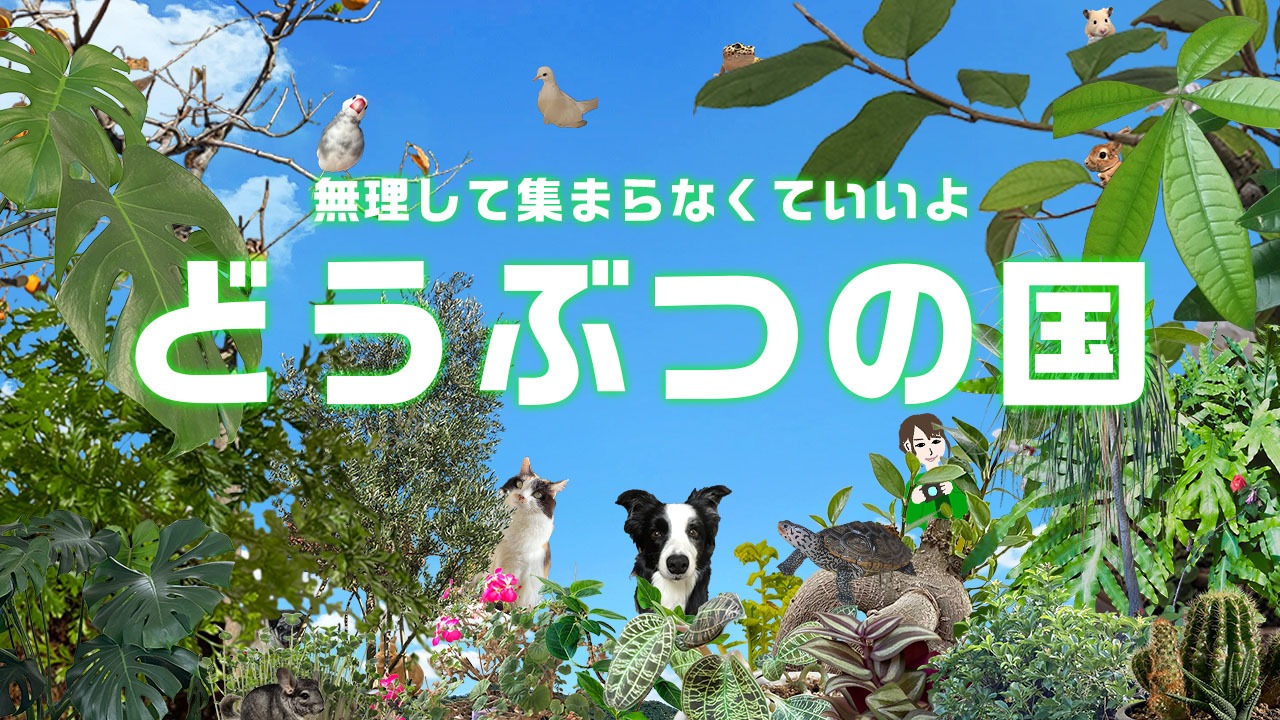 森や砂漠などのフィールドを散策して動物たちをカメラで撮影していく、一人称視点のゲーム「無理して集まらなくていいよ どうぶつの国」。