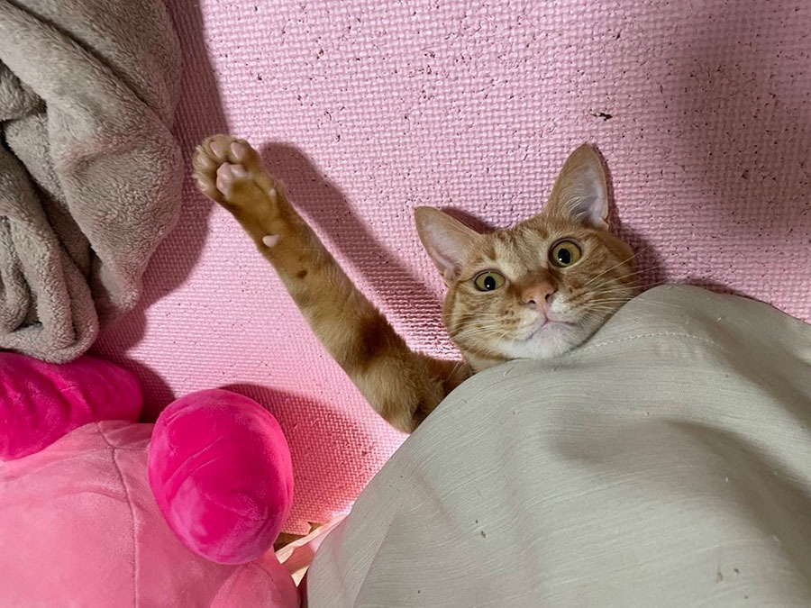 かぼすくん